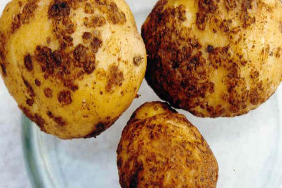 Globodera rostochiensis ( Woll) M. et St. – Золотиста картопляна нематода